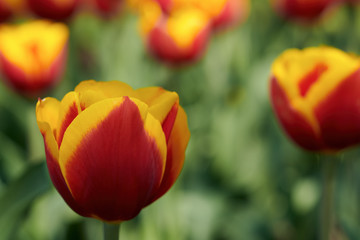 Fototapeta premium Tulips, symbol of spring.