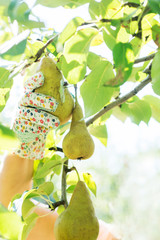  large yellow pear is torn from a tree with a gloved hand. Pear Harvesting