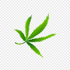 Isolated Cannabis or marijuana leaf