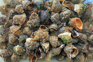 Fresh conch piles up, close-up photos