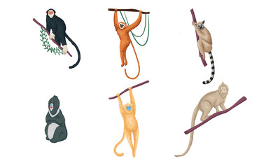 Set of different species of monkeys in different actions. Vector illustration in flat cartoon style.