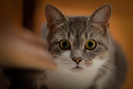 Mogli