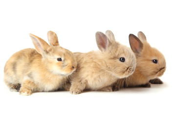 Bunny rabbits isolated on white background