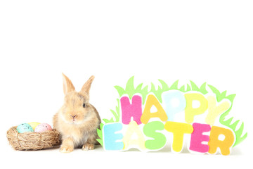 Bunny rabbit with eggs in basket and text Happy Easter on white background
