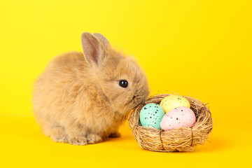 Bunny rabbit with easter eggs in basket on yellow background