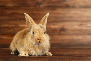 Bunny rabbit on brown wooden table