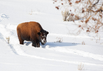 American Bison in Winter