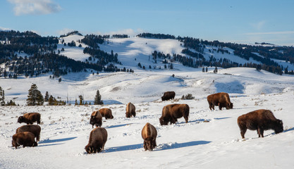 American Bison in Winter