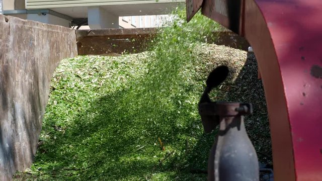 An wood chipper blowing tree branches into a garbage container.
