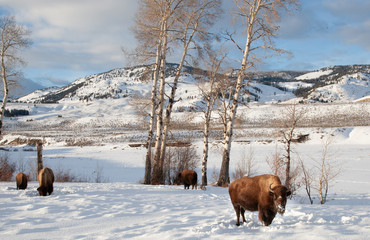 American Bison in Winter