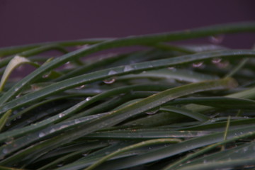 De l'herbe avec des petites gouttes d'eau