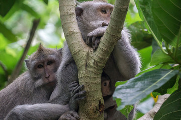 Family macaque monkeys sitting in tree and looking at the camera in monkey forest, Bali Indonesia