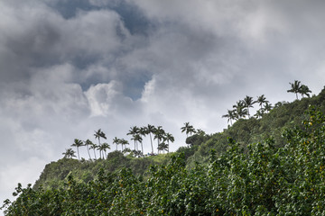 Obraz premium Palm trees above South Fork Wailua River near Nawiliwili, Kauai, Hawaii, USA.
