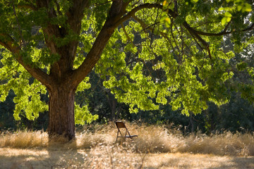 A folding chair has been placed under a tree