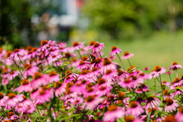 Obraz premium Pink flowers in the garden
