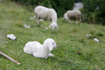 Fototapeta premium Sheep in wild nature. Chilling baby sheep in the grass. Happy sheep in the wild.