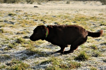 cow in field