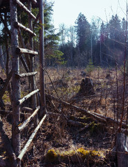 hunting tower vertical stairs, forest edge at the clearing, focus on the steps