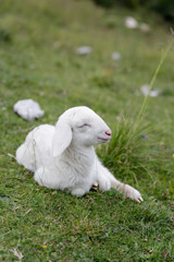 Naklejka premium Sheep in wild nature. Chilling baby sheep in the grass. Happy sheep in the wild.
