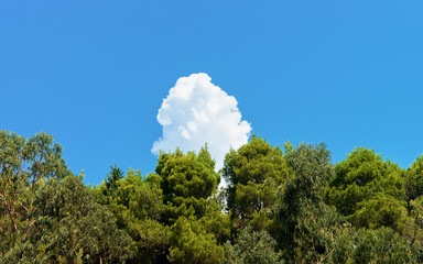 Obraz premium Nature at Lokrum Island Coast Croatia