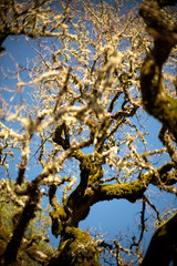 tree in winter 