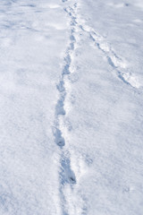 Dog's footprints in the fresh deep snow
