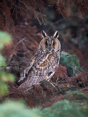 Long-eared Owl/Asio otus sitting on fir tree.