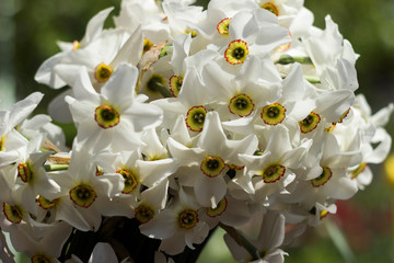 White narcissus (Narcissus poeticus) - white delicate flowers in spring. Bouquet of daffodils, white with an orange center. Background