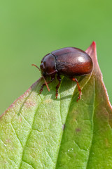 a leaf beetle - Chrysolina staphylaea