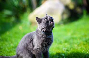 Funny cat on green grass