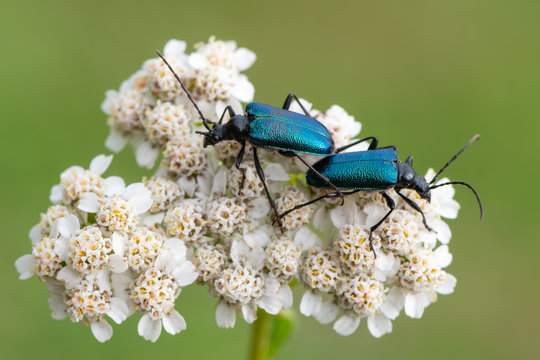 a longhorn beetle - Gaurotes virginea
