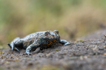 European fire-bellied toad - Bombina bombina