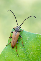 Red-brown Longhorn Beetle - Corymbia rubra