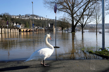 Schwan und Hochwasser auf Parkplatz am Rhein in Vallendar im Februar 2020 - Stockfoto
