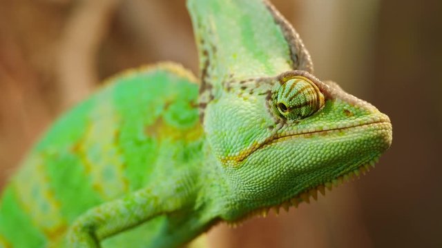 Beautiful Chameleon close up reptile with colourful skin