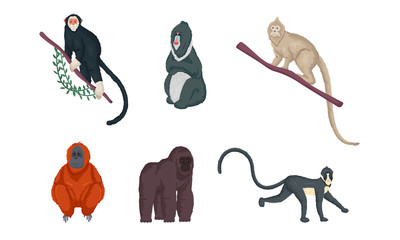 Set of different species of monkeys in different actions. Vector illustration in flat cartoon style.