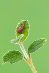 a leaf beetle - Dicladispa testacea