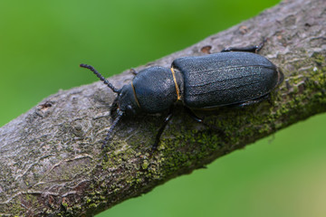 a longhorn beetle - Spondylis buprestoides
