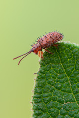 Fototapeta premium a leaf beetle - Dicladispa testacea