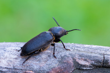 a longhorn beetle - Spondylis buprestoides