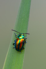 a leaf beetle - Chrysolina fastuosa