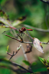 Dragonfly on Tree