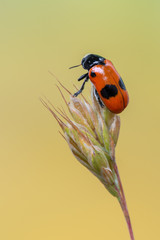 a leaf beetle - Clytra laeviuscula