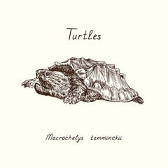 Tutles collection, alligator snapping turtle (Macrochelys temminckii),  hand drawn doodle, drawing sketch in gravure style - 322171203