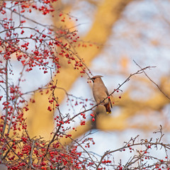 The Bohemian waxwing (Bombycilla garrulus) is a bird of the Bombycillidae family. Bohemian waxwing is fed with red berries in winter