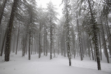 Fototapeta premium Winter forest landscape with mountain covered in snow and pine trees