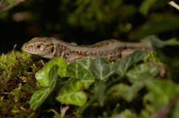 Sand lizard (Lacerta agilis) basking on wall, Swiss alpine village of Berschis