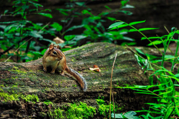 Chipmunk on a Fallen Log