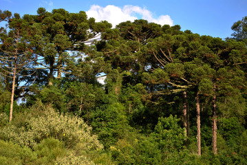tree in a field