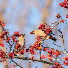 The Bohemian waxwing (Bombycilla garrulus) is a bird of the Bombycillidae family. Bohemian waxwing is fed with red berries in winter